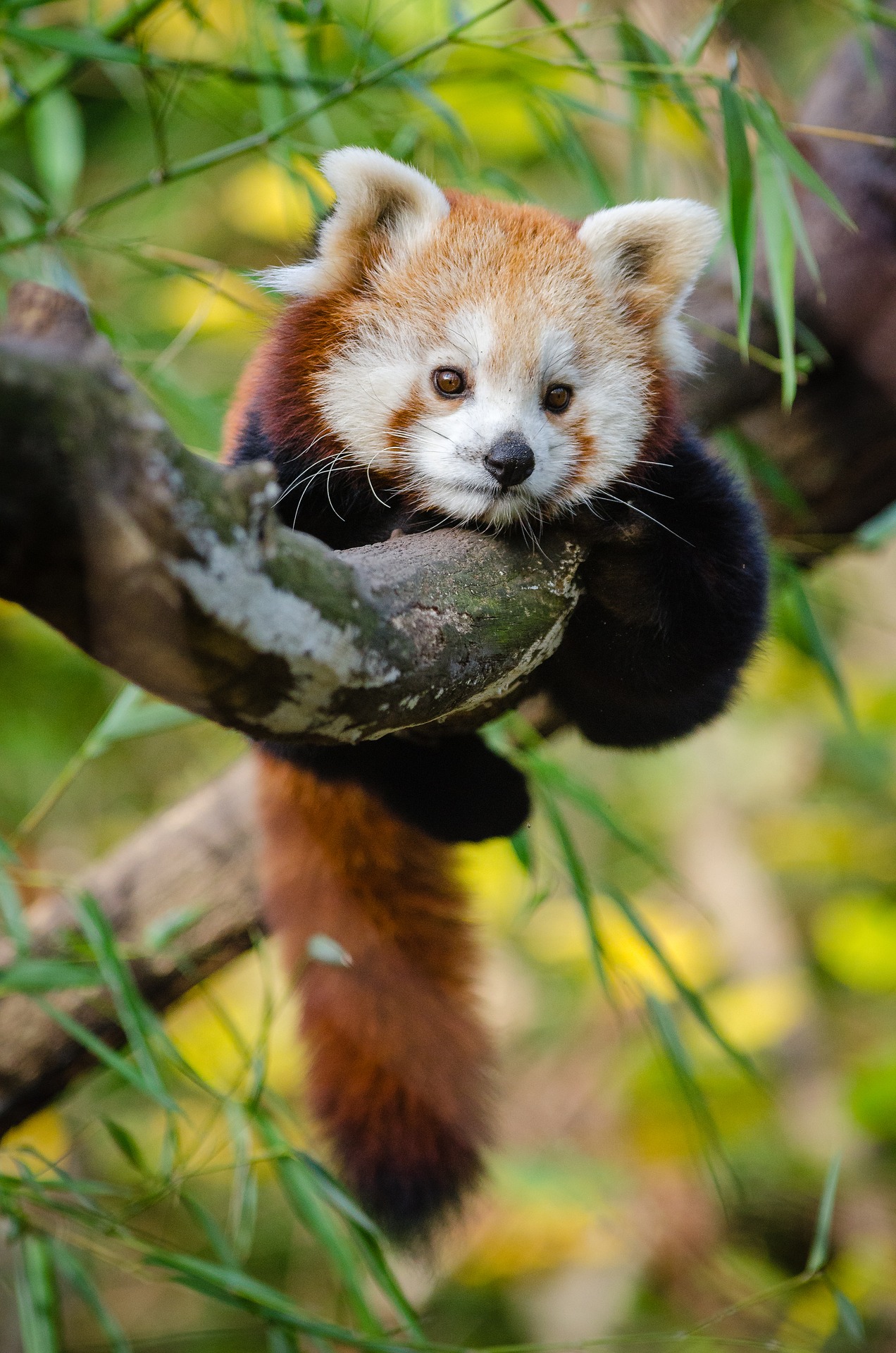 red-panda-1852860_1920.jpeg